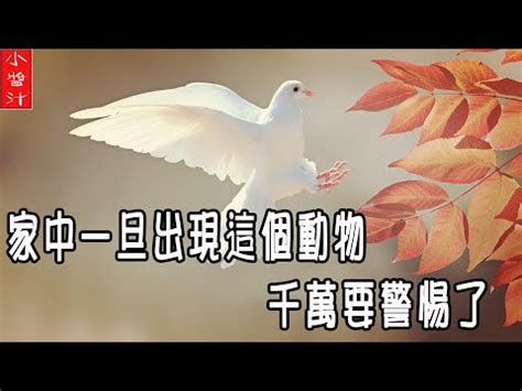 房間出現蜈蚣代表|蜈蚣來訪：風水大師解讀